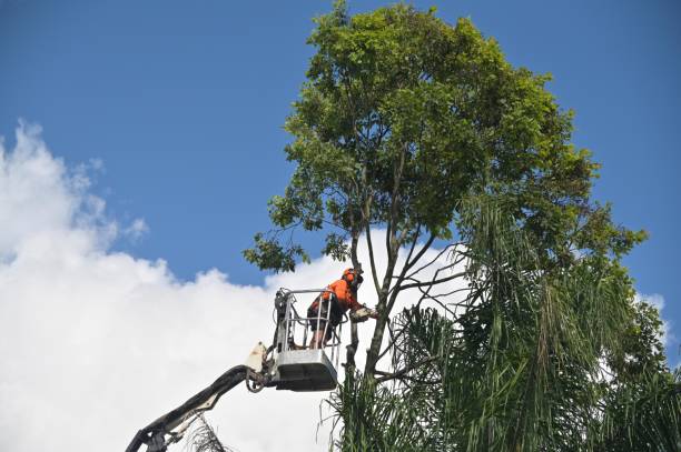  , USA Tree Care Pros